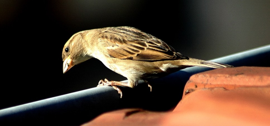 Serçe » House Sparrow » Passer domesticus