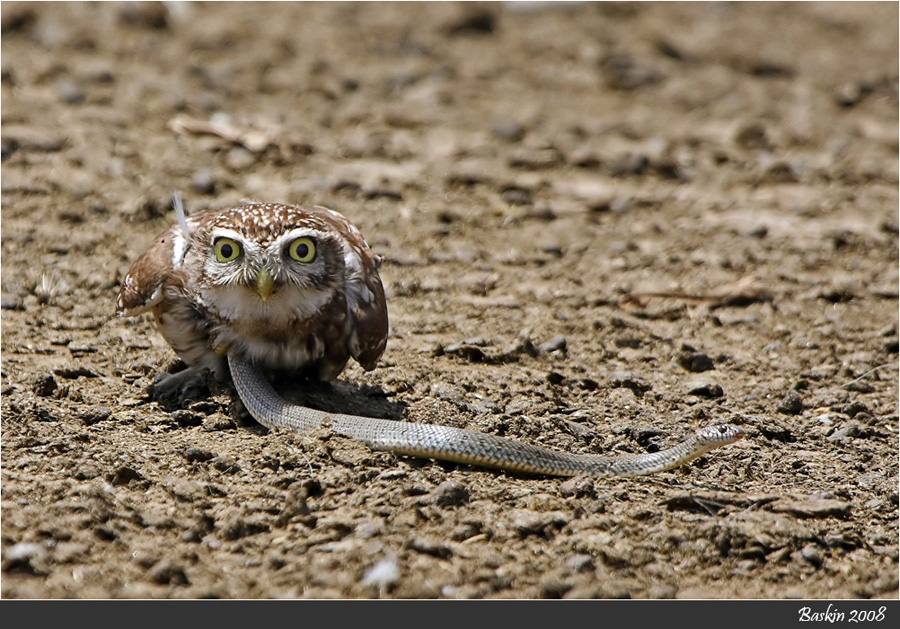 Kukumav » Little Owl » Athene noctua