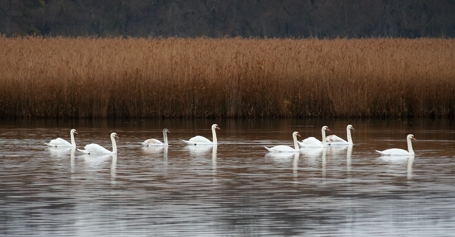 Kuğu » Mute Swan » Cygnus olor