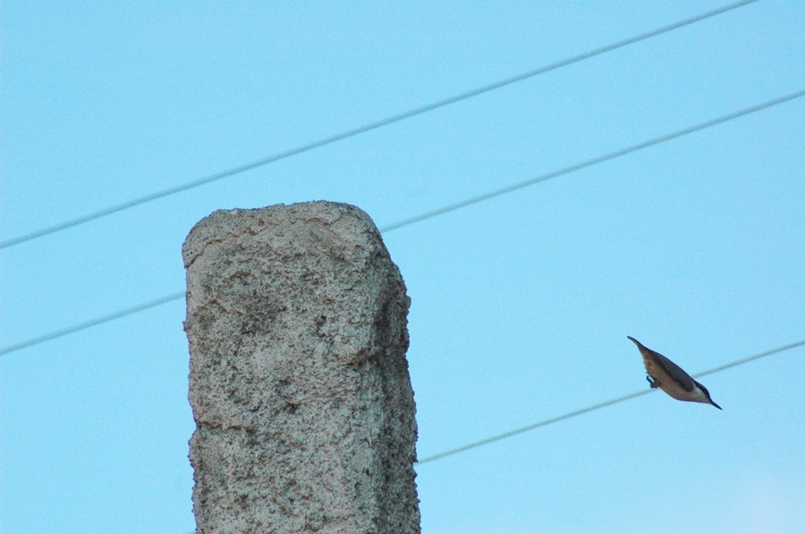 Kaya sıvacısı » Western Rock Nuthatch » Sitta neumayer