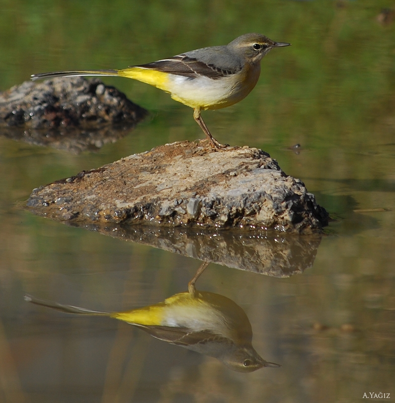Dağ kuyruksallayanı » Grey Wagtail » Motacilla cinerea