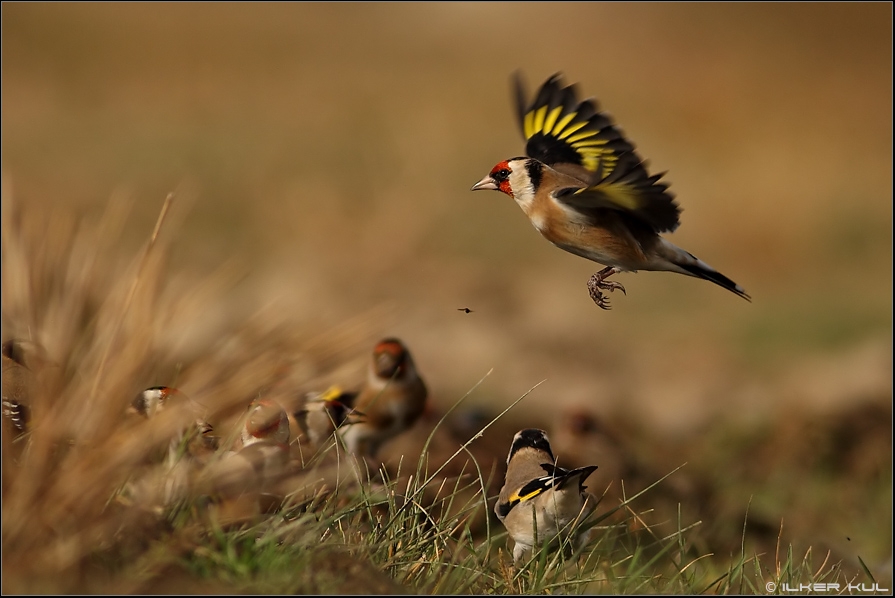 Saka » European Goldfinch » Carduelis carduelis