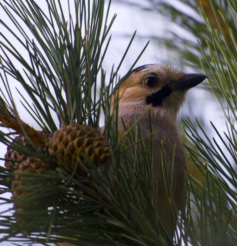Alakarga » Eurasian Jay » Garrulus glandarius