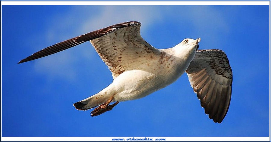 Gümüş martı » Yellow-legged Gull » Larus michahellis