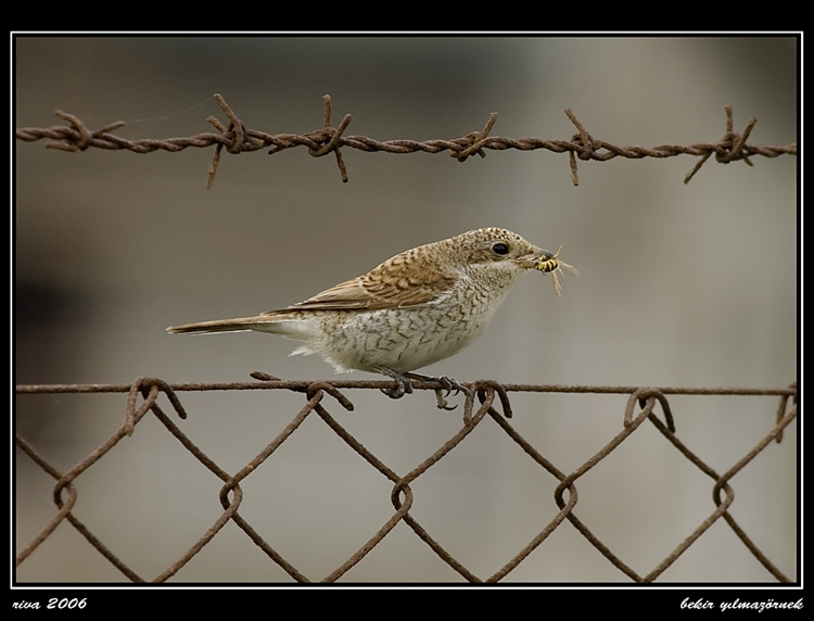 Kızılsırtlı örümcekkuşu » Red-backed Shrike » Lanius collurio