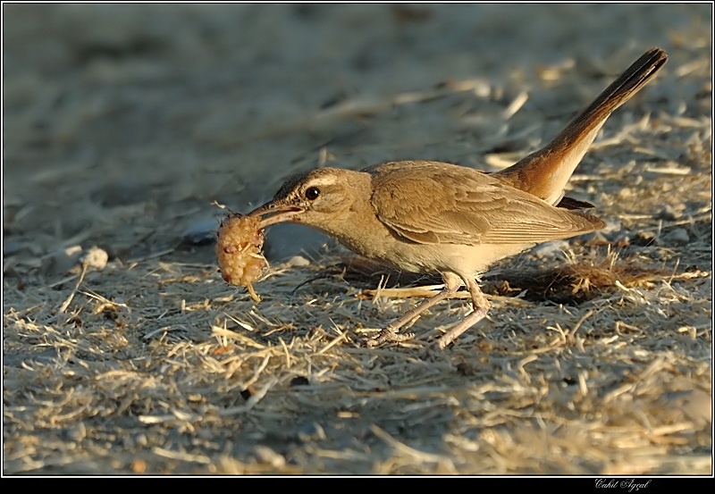 Çalıbülbülü » Rufous-tailed Scrub Robin » Cercotrichas galactotes