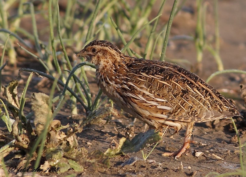 Bıldırcın » Common Quail » Coturnix coturnix