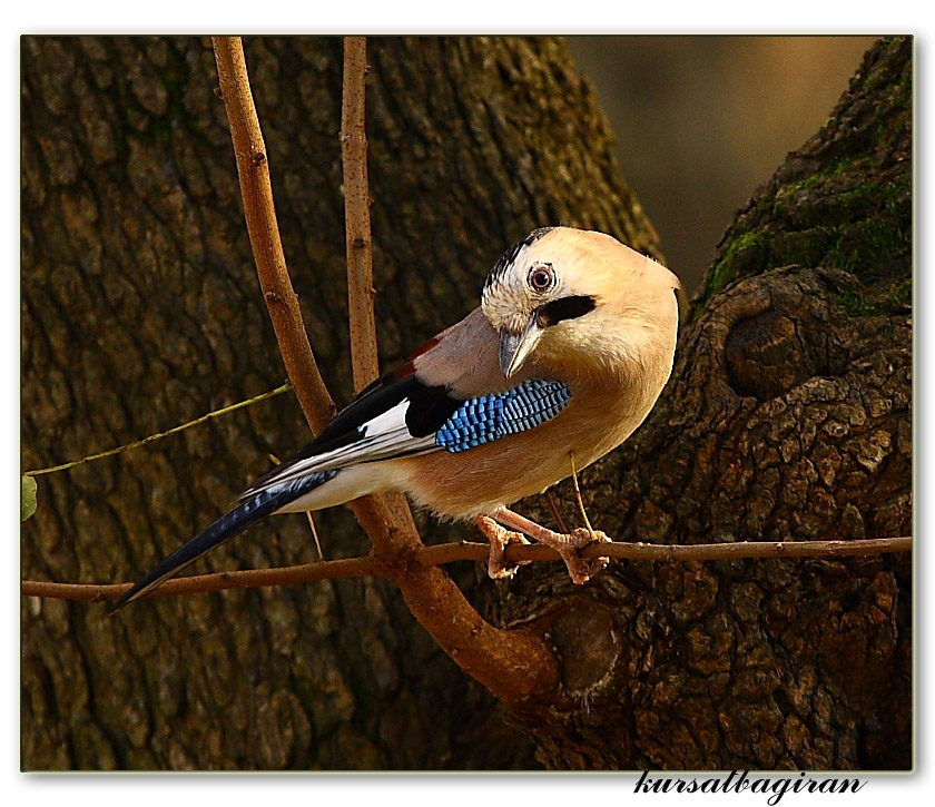 Alakarga » Eurasian Jay » Garrulus glandarius