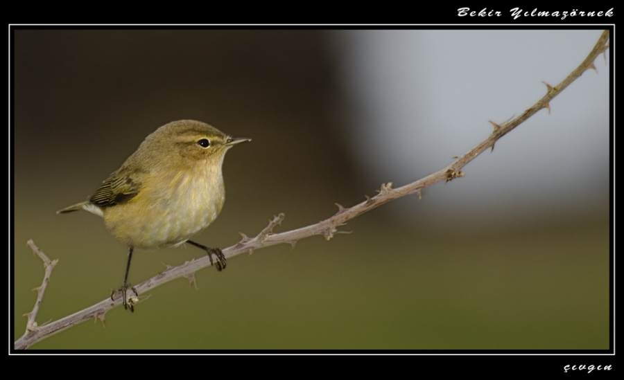 Çıvgın » Common Chiffchaff » Phylloscopus collybita