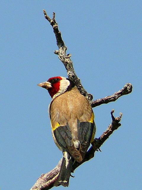 Saka » European Goldfinch » Carduelis carduelis