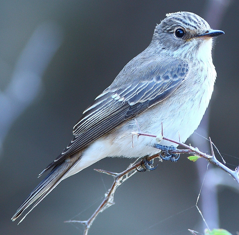 Benekli sinekkapan » Spotted Flycatcher » Muscicapa striata