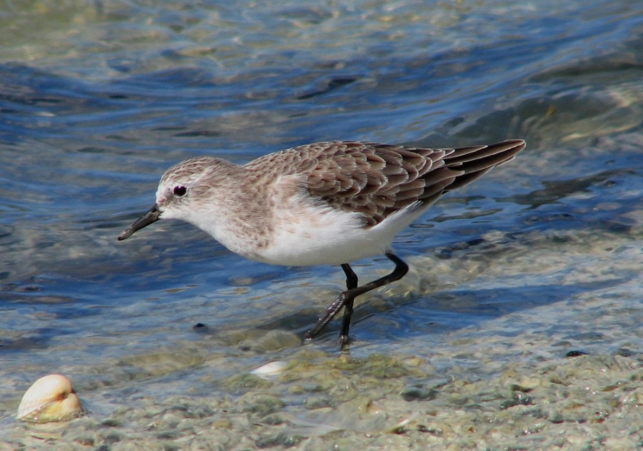 Küçük kumkuşu » Little Stint » Calidris minuta