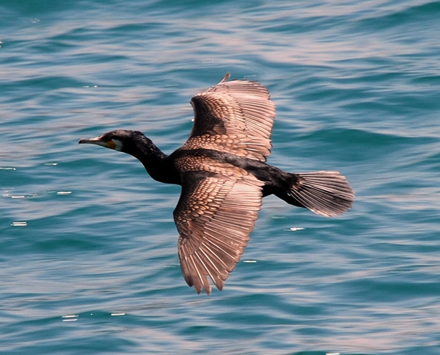 Karabatak » Great Cormorant » Phalacrocorax carbo