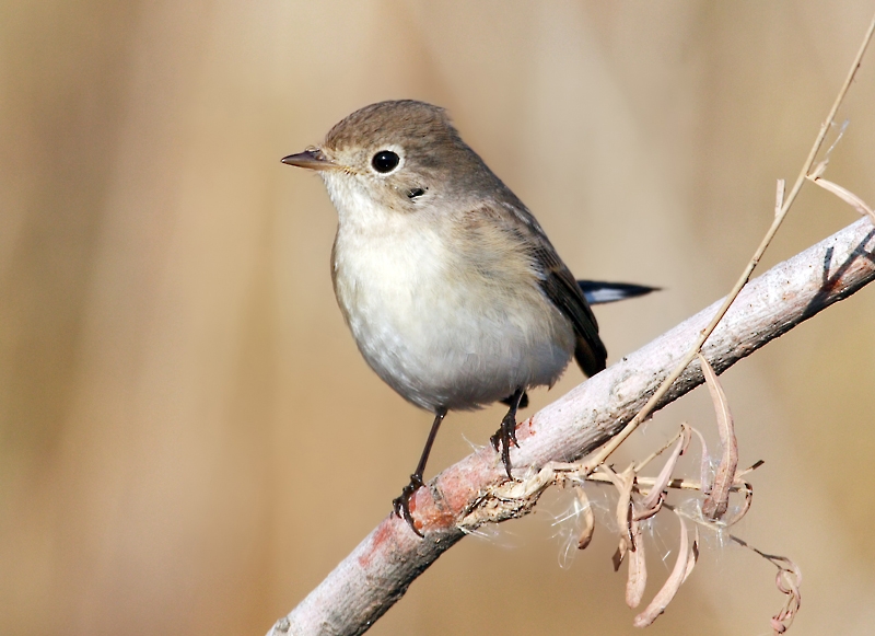 Küçük sinekkapan » Red-breasted Flycatcher » Ficedula parva