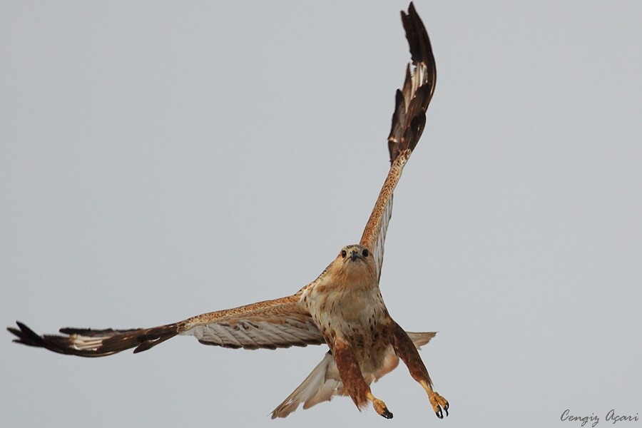 Kızıl şahin » Long-legged Buzzard » Buteo rufinus