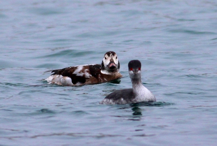 Telkuyruk » Long-tailed Duck » Clangula hyemalis