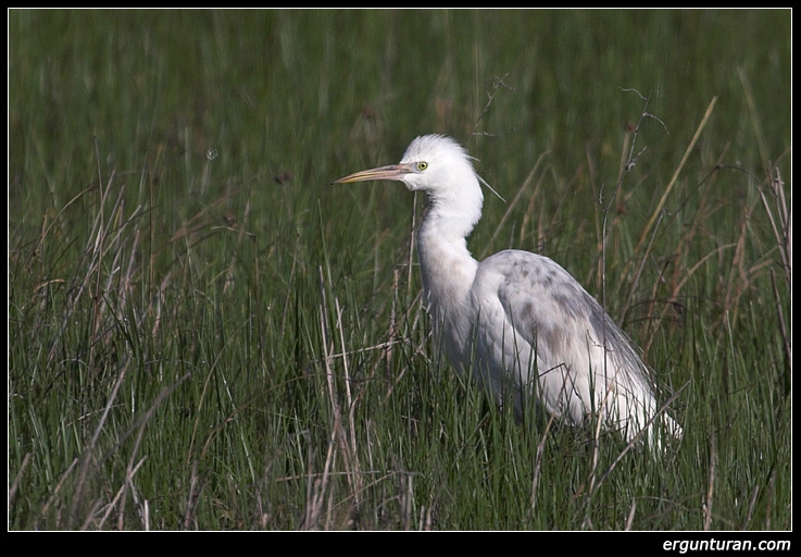 Sığır balıkçılı » Western Cattle Egret » Ardea ibis