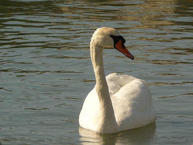 Kuğu