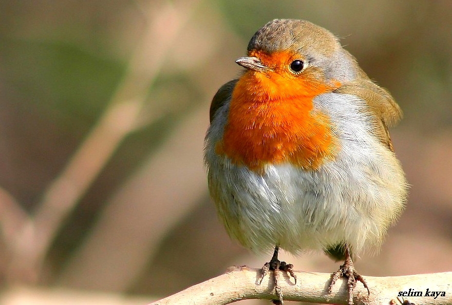 Kızılgerdan » European Robin » Erithacus rubecula
