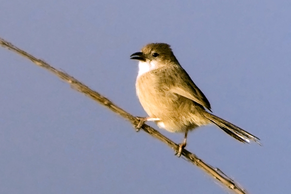 Irak yedikardeşi » Iraq Babbler » Argya altirostris