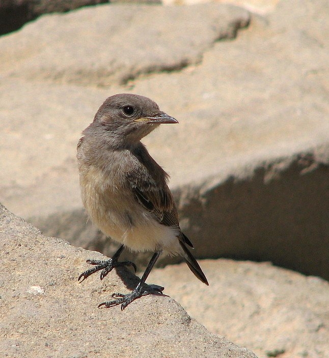 Boz kuyrukkakan » Isabelline Wheatear » Oenanthe isabellina