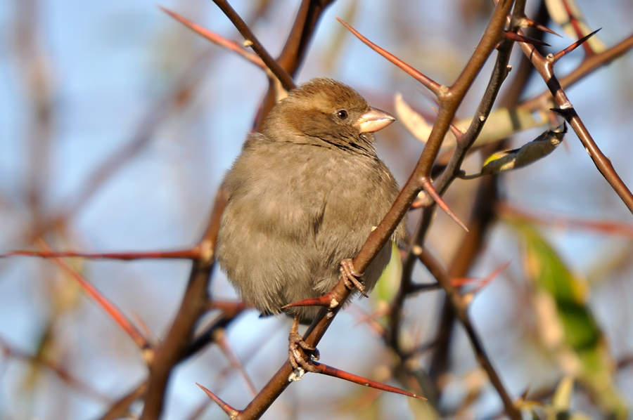 Serçe » House Sparrow » Passer domesticus