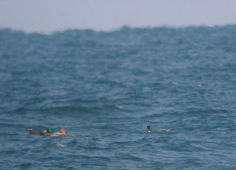 Kadife ördek » Velvet Scoter » Melanitta fusca