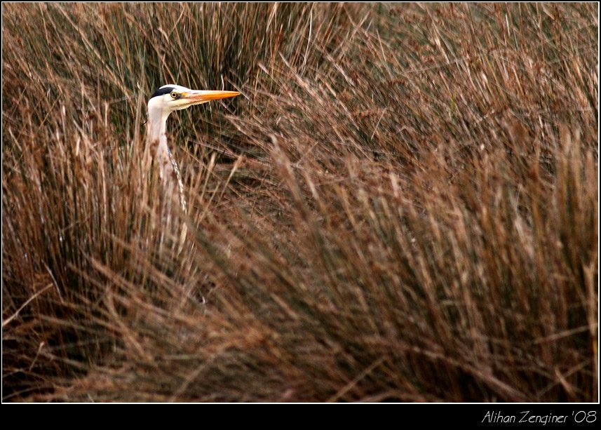 Gri balıkçıl » Grey Heron » Ardea cinerea