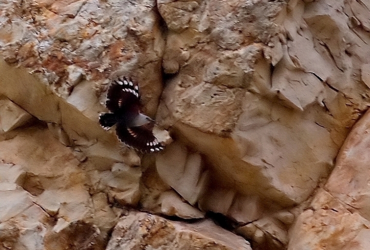 Duvar tırmaşıkkuşu » Wallcreeper » Tichodroma muraria