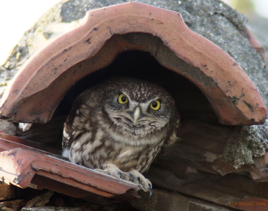 Kukumav » Little Owl » Athene noctua