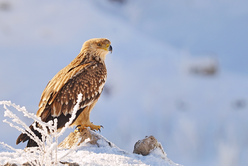 Şah kartal » Eastern Imperial Eagle » Aquila heliaca