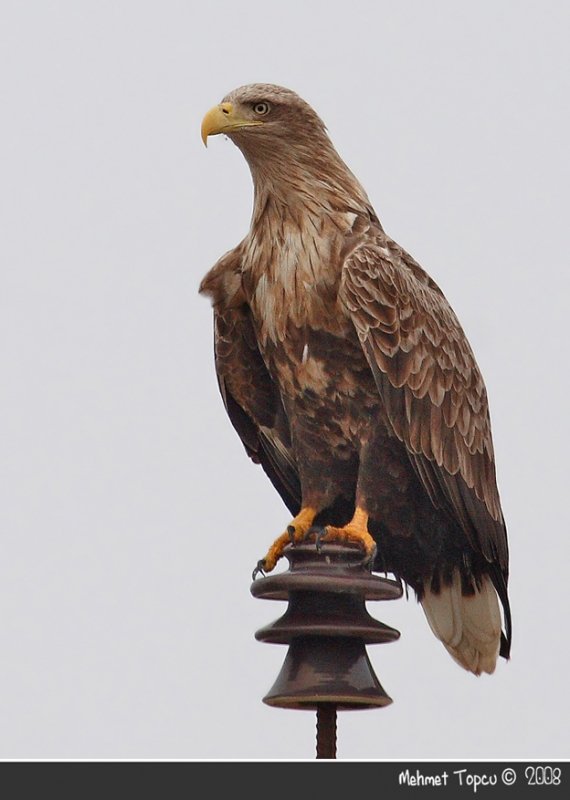 Akkuyruklu kartal » White-tailed Eagle » Haliaeetus albicilla