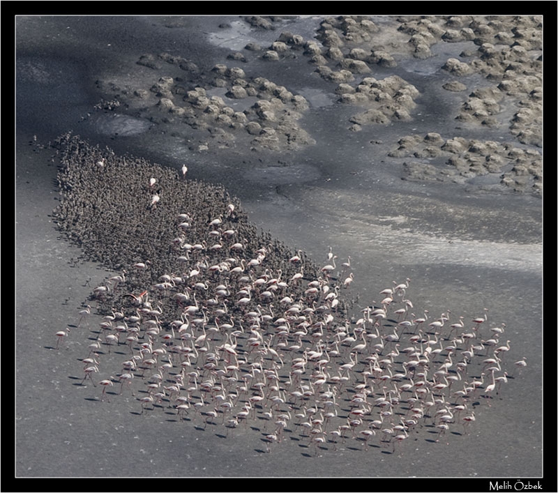Flamingo » Greater Flamingo » Phoenicopterus roseus