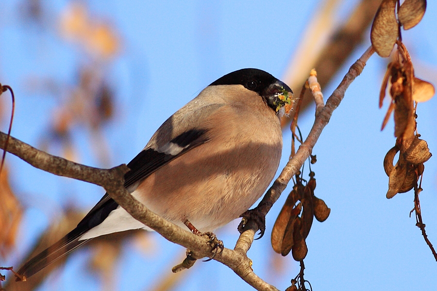 Şakrak » Eurasian Bullfinch » Pyrrhula pyrrhula