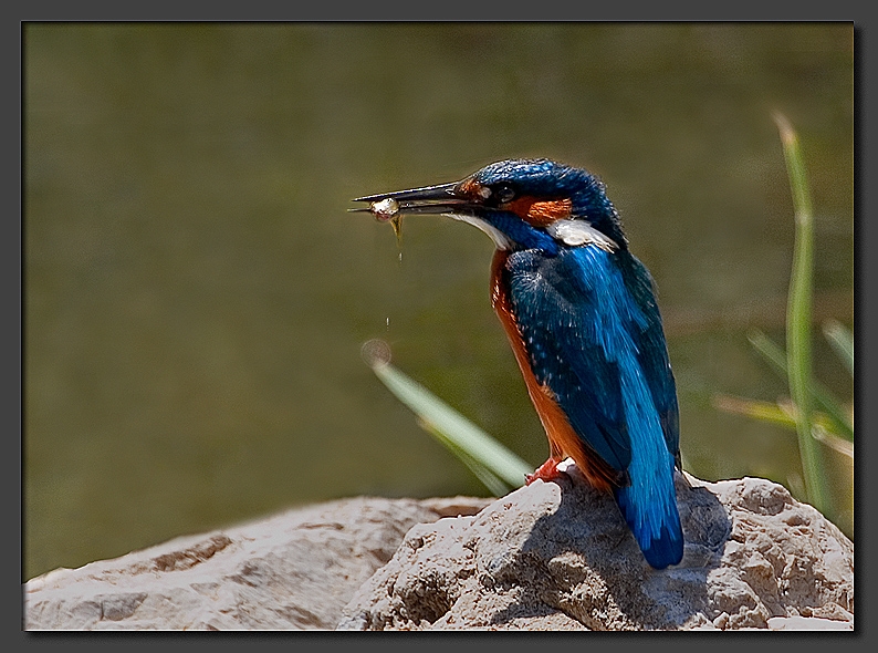 Yalıçapkını » Common Kingfisher » Alcedo atthis