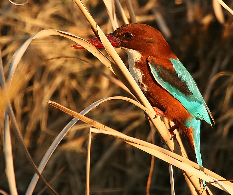 İzmir yalıçapkını » White-throated Kingfisher » Halcyon smyrnensis