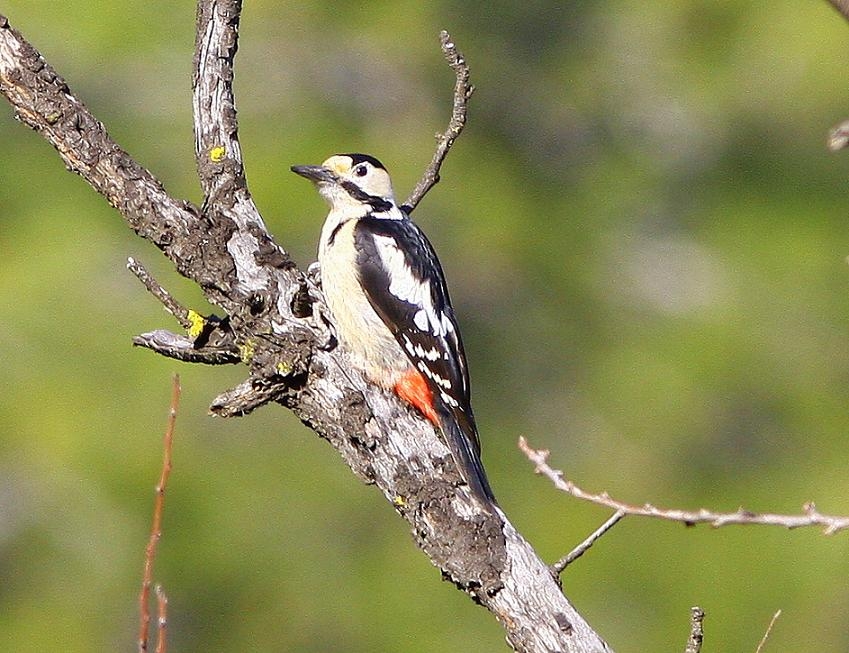 Alaca ağaçkakan » Syrian Woodpecker » Dendrocopos syriacus