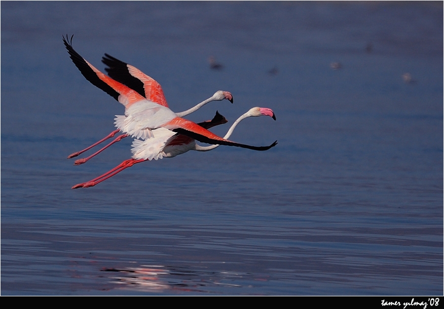 Flamingo