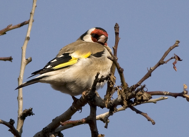 Saka » European Goldfinch » Carduelis carduelis