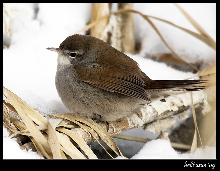 Kamışbülbülü » Cetti`s Warbler » Cettia cetti