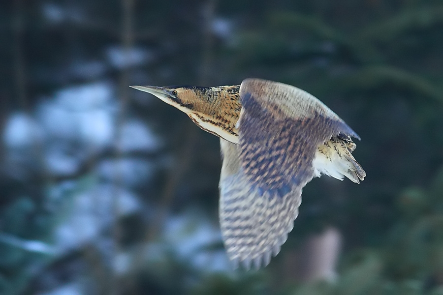 Balaban » Eurasian Bittern » Botaurus stellaris