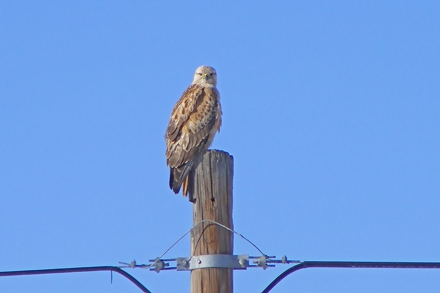 Kızıl şahin » Long-legged Buzzard » Buteo rufinus