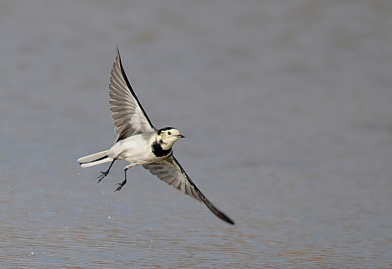 Ak kuyruksallayan » White Wagtail » Motacilla alba