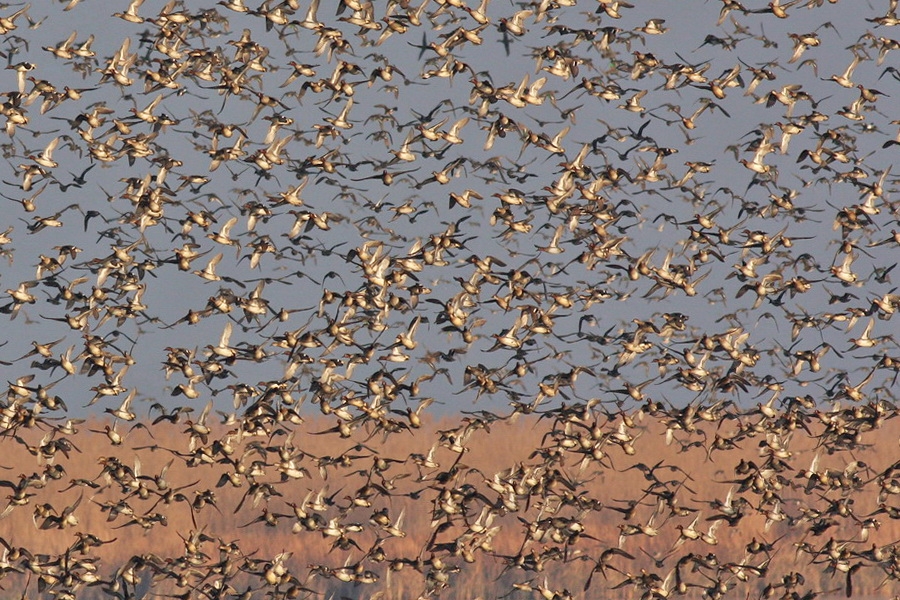 Çamurcun » Eurasian Teal » Anas crecca