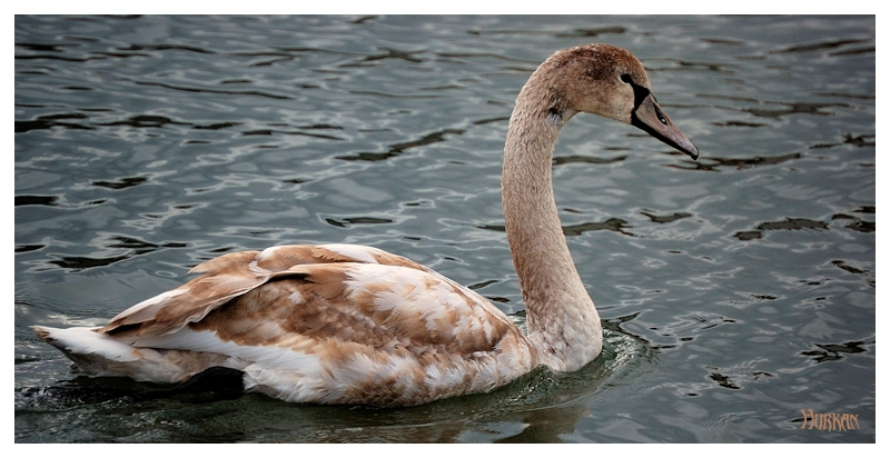 Kuğu » Mute Swan » Cygnus olor