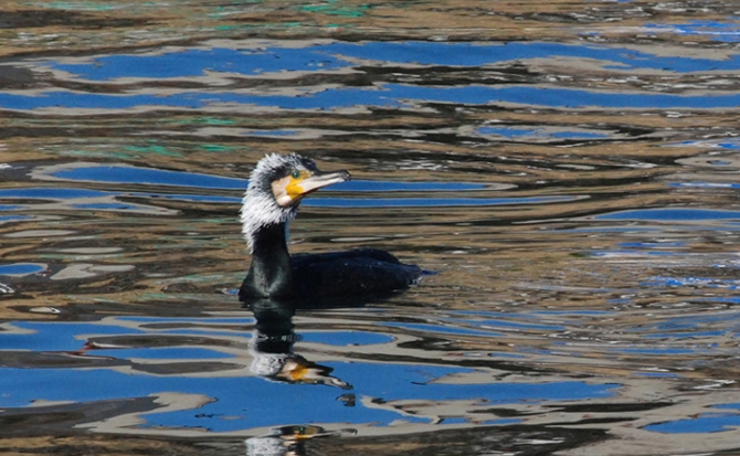 Karabatak » Great Cormorant » Phalacrocorax carbo