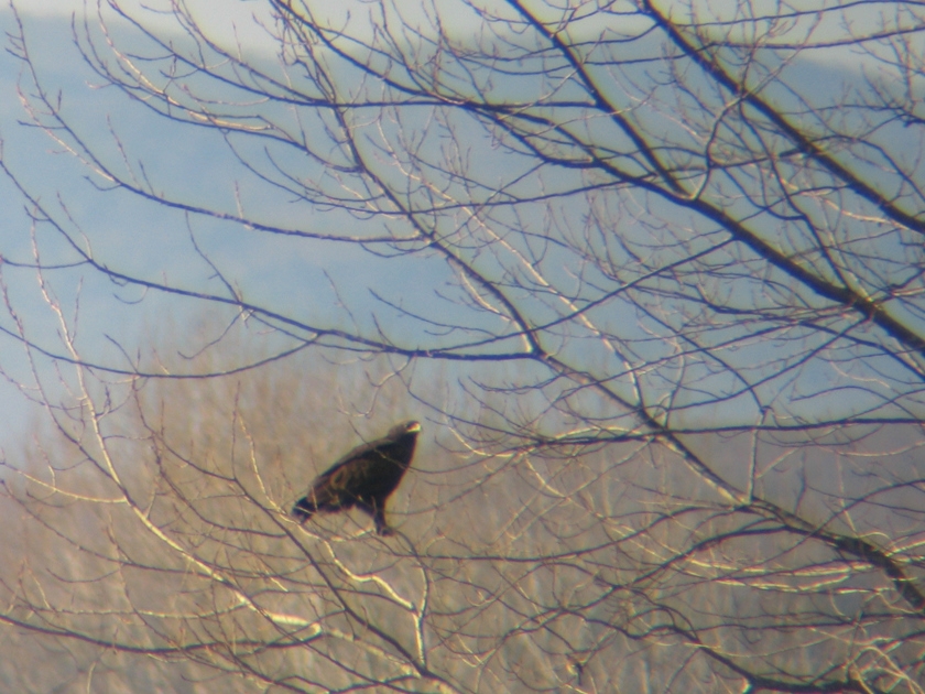 Büyük orman kartalı » Greater Spotted Eagle » Clanga clanga
