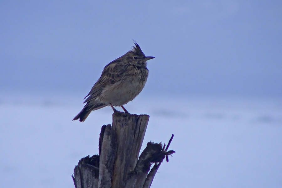 Tepeli toygar » Crested Lark » Galerida cristata