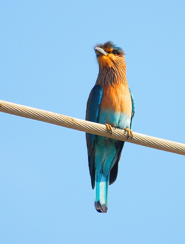 Hint gökkuzgunu » Indian Roller » Coracias benghalensis