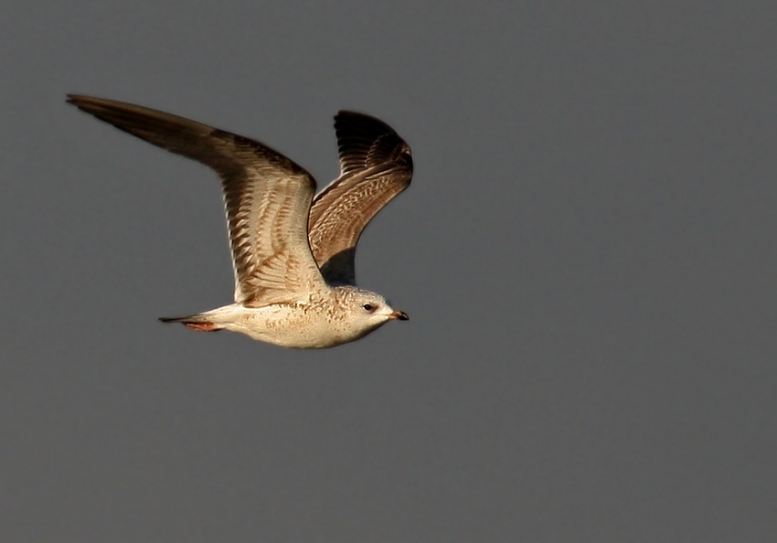 Küçük gümüş martı » Mew Gull » Larus canus